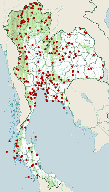 Distribution map of Yellow-browed leaf warbler, Phylloscopus inornatus in Thailand