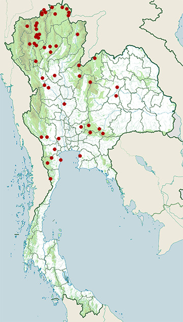 Distribution map of Yellow-eyed babbler, Chrysomma sinense in Thailand