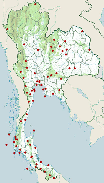 Distribution map of Yellow-rumped flycatcher, Ficedula zanthopygia in Thailand