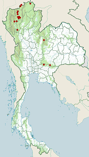 Distribution map of Yellow-streaked warbler, Phylloscopus armandii in Thailand