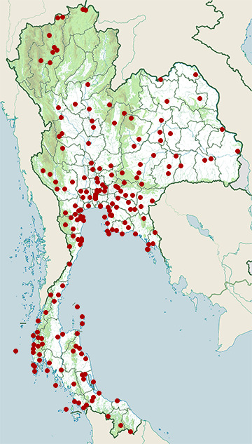 Distribution map of Yellow-vented bulbul, Pycnonotus goiavier in Thailand