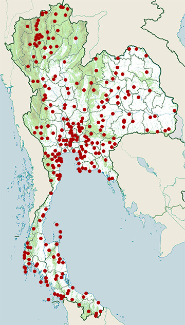 Distribution map of Zebra dove, Geopelia striata in Thailand