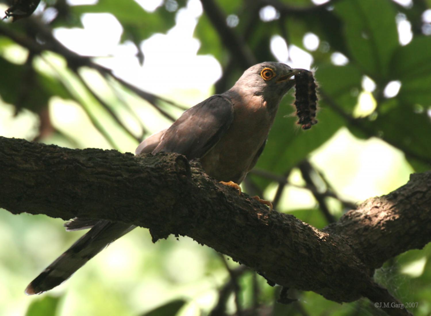 Common hawk-cuckoo (Hierococcyx varius)