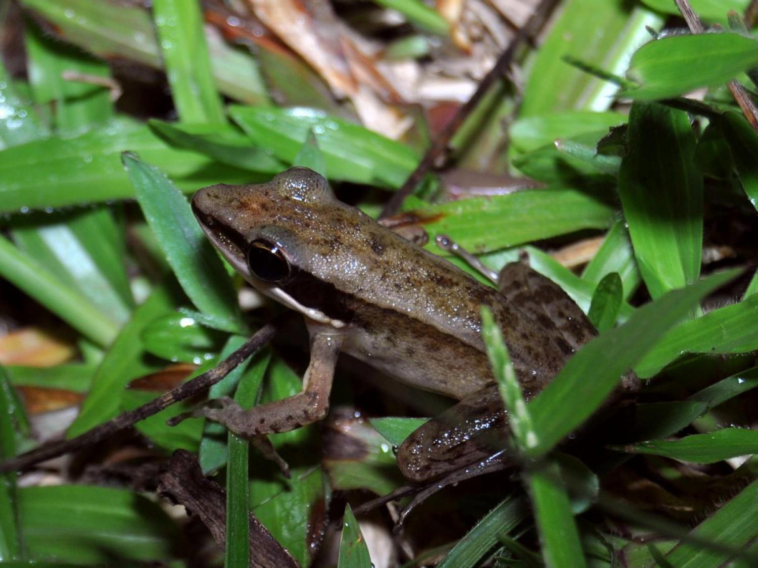 Nicobar frog (Amnirana nicobariensis)