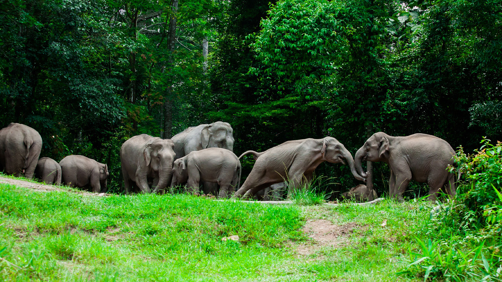 Picture of Khao Yai National Park